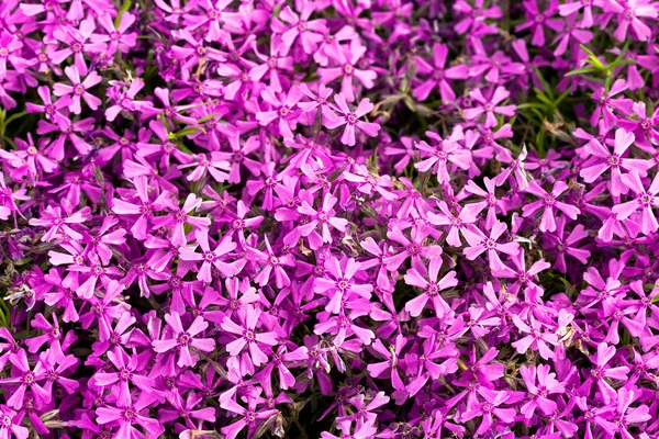 背景上装饰的紫罗兰花 — 图库照片