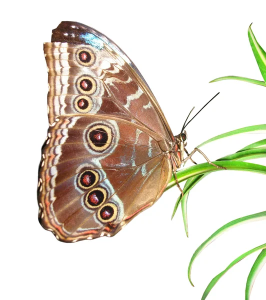 Όμορφη πεταλούδα σε ένα πράσινο φύλλο — Φωτογραφία Αρχείου