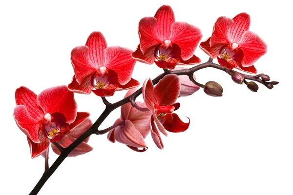 Orkidé isolerad på vit bakgrund Stockbild
