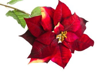 Christmas flower poinsettia isolated on white background clipart