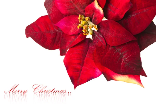 Kerstmis bloem poinsettia geïsoleerd op witte achtergrond — Stockfoto