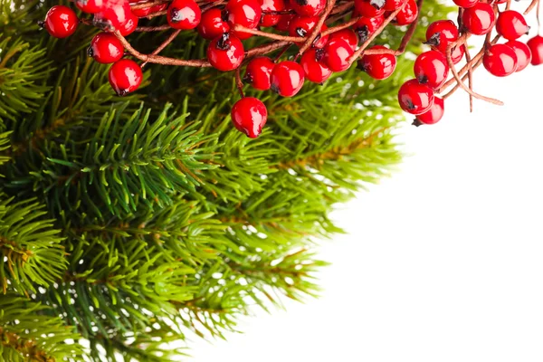 Branch of Christmas tree and european holly — Stockfoto