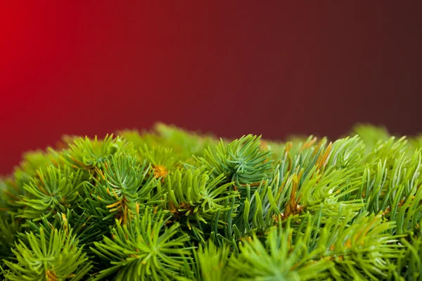 Ветвь елки на красной — стоковое фото