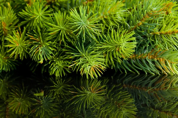 Ветвь елки с отражением — стоковое фото