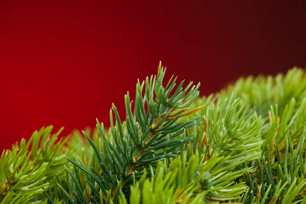 Rama del árbol de Navidad en rojo —  Fotos de Stock