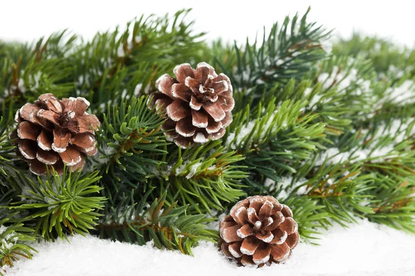 Tak van kerstboom met pinecone Rechtenvrije Stockfoto's
