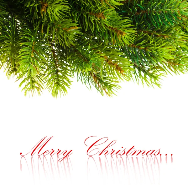 Branch of Christmas tree on white — Stock Photo, Image
