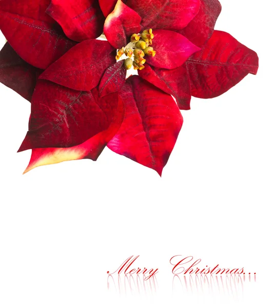Vánoční květiny poinsetia izolované na bílém pozadí — Stock fotografie