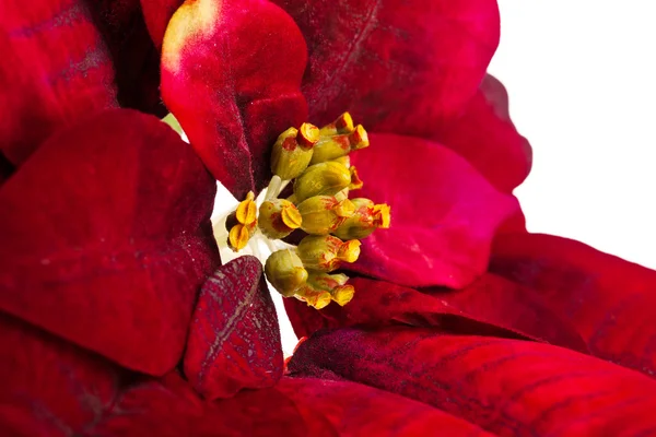 Christmas flower poinsettia isolated on white background — Stock Photo, Image