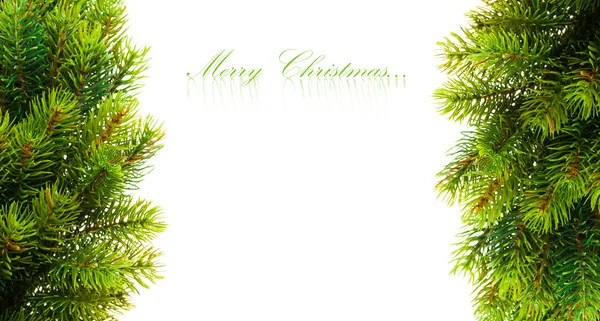 Rama del árbol de Navidad en blanco — Foto de Stock