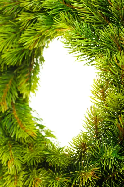 Větev vánočního stromu na bílém — Stock fotografie