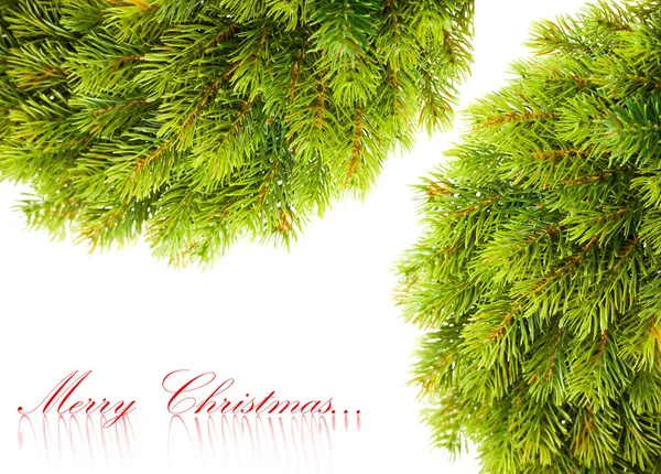 Větev vánočního stromu na bílém — Stock fotografie