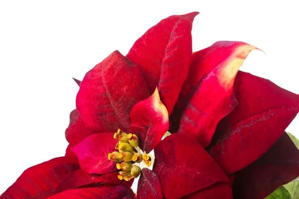 Christmas flower poinsettia isolated on white background Stock Picture