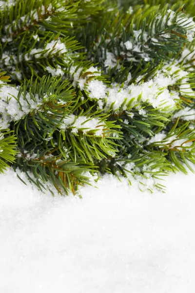 Větve Vánočního Stromu Sněhem — Stock fotografie