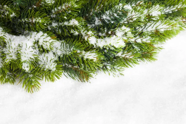 Tak van kerstboom met sneeuw — Stockfoto