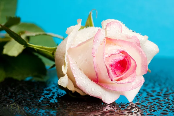 Pink rose on blue background — Stock Photo, Image