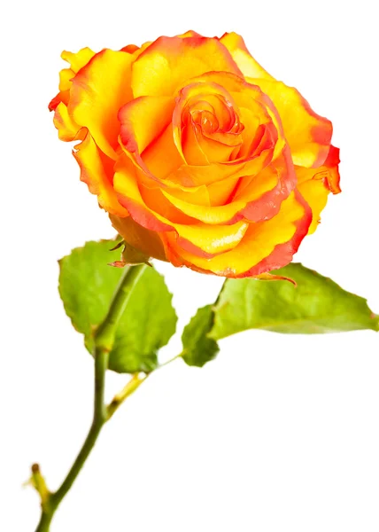 Rosa gialla isolata su sfondo bianco — Foto Stock