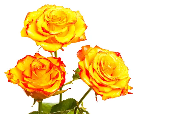 Sárga rózsák elszigetelt fehér háttér — Stock Fotó