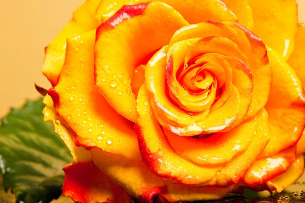 Rosa gialla isolata su fondo arancione — Foto Stock