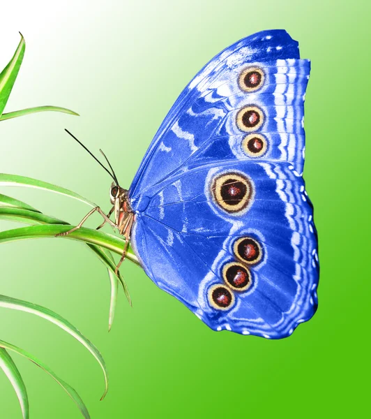 Bela borboleta em uma folha verde — Fotografia de Stock