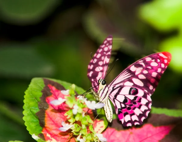 Bir kelebek flittering yaprak üzerinde kanatları — Stok fotoğraf
