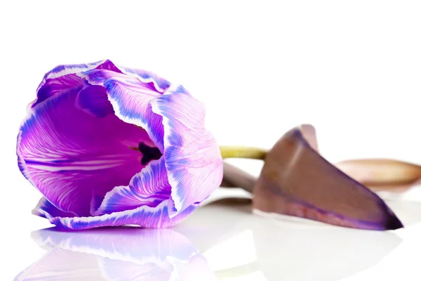 Violet tulip isolated on white background (shallow DOF) — Stock Photo, Image