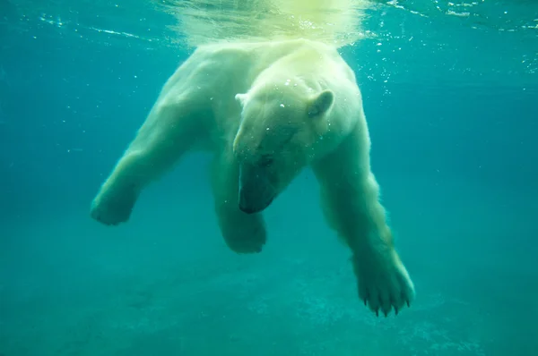 Білий ведмідь Стокова Картинка