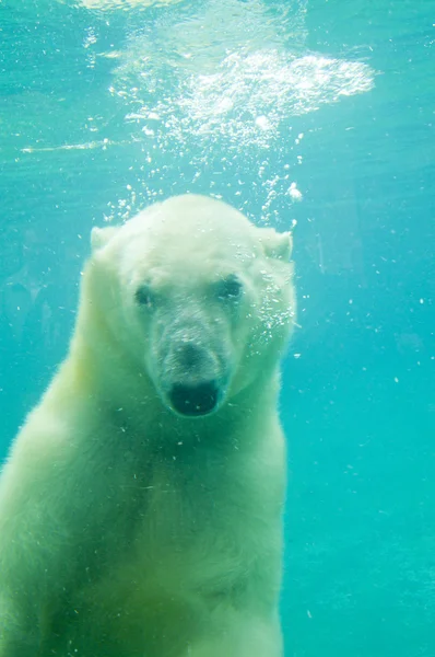 Kutup ayısı Stok Resim