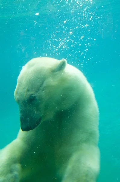 Білий ведмідь Ліцензійні Стокові Фото