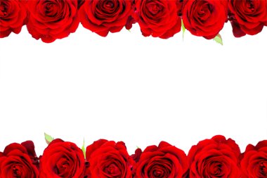 Red roses isolated on white clipart