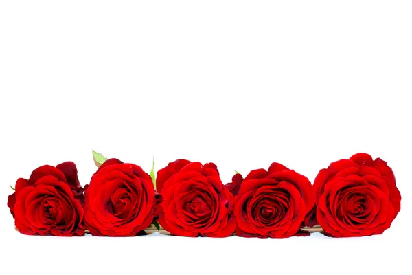 Rose rosse isolate su bianco — Foto Stock