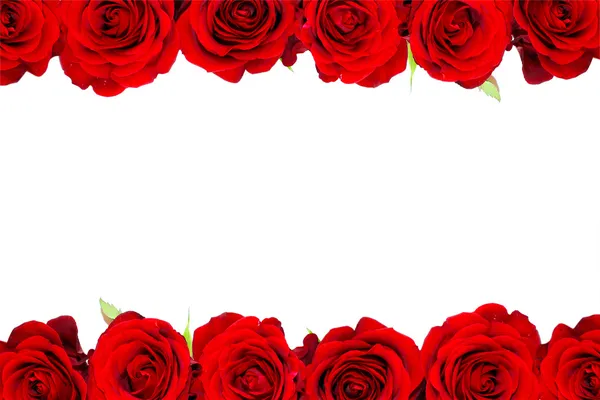 Κόκκινα τριαντάφυλλα απομονωμένα σε λευκό — Φωτογραφία Αρχείου