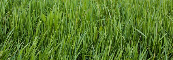 Panoramiczny widok na żywe trawa zielony — Zdjęcie stockowe