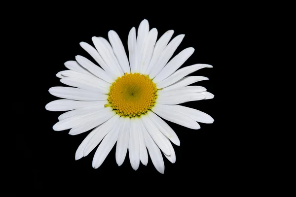 Closeup λουλούδια χαμομηλιού πάνω από το μαύρο — Φωτογραφία Αρχείου