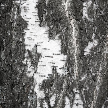 Black and white texture of birch clipart