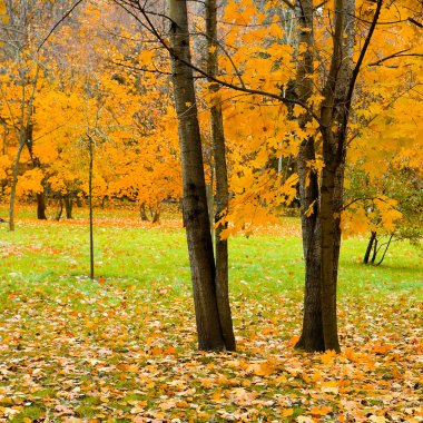 güzel sonbahar park