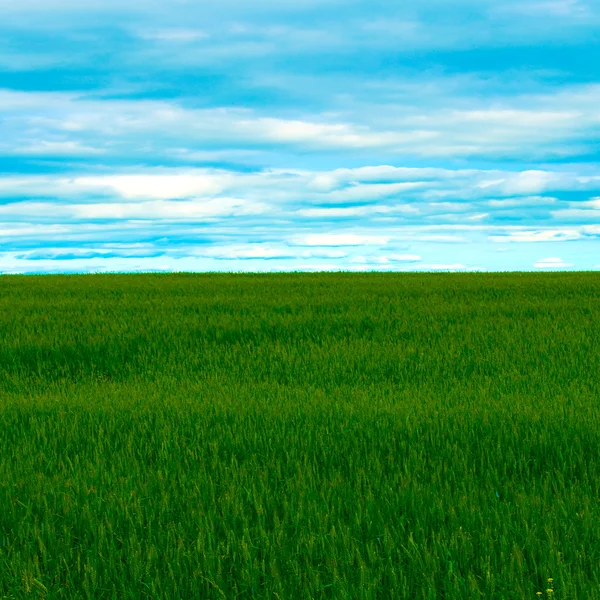 Panoramisch uitzicht te levendig groen gras — Stockfoto