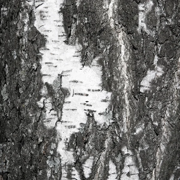 白桦树的黑白质感 — 图库照片