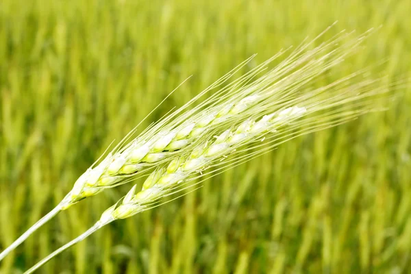 Крупный план пшеницы — стоковое фото