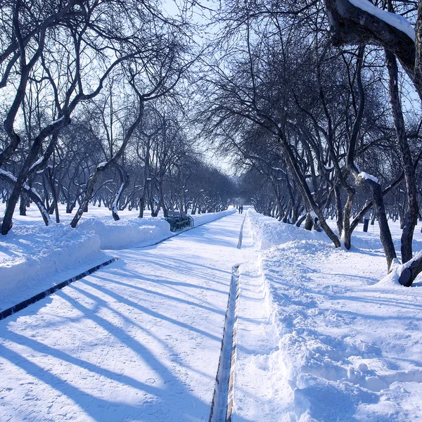 Carril de invierno entre árboles esmerilados — Foto de Stock
