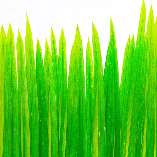 Nahaufnahme von Weizen — Stockfoto