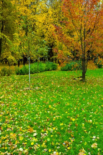 Güzel sonbahar park — Stok fotoğraf