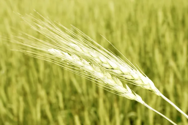 Крупним планом пшениці — стокове фото