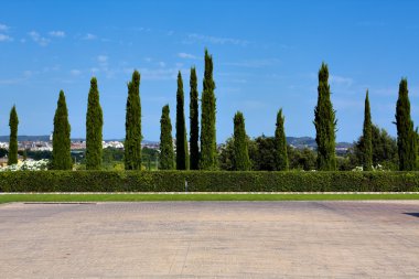 Cypress hedge in europe clipart