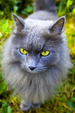 Sarı gözlü güzel Gri kedi