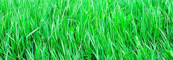 Panoramautsikt över levande grönt gräs — Stockfoto