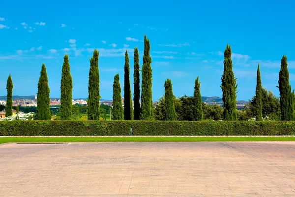 Cypress hedge in europe — Stock Photo, Image