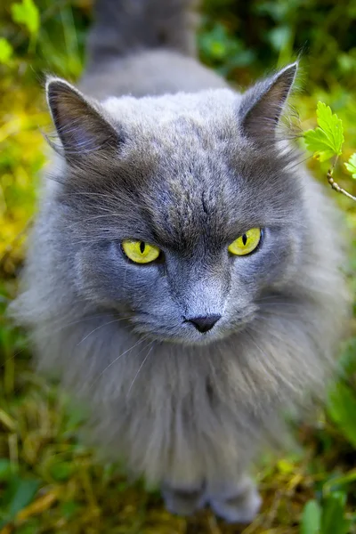 Hermoso gato gris con ojos amarillos — Foto de Stock