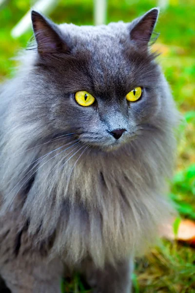 Όμορφη γάτα γκρι με κίτρινο μάτια — Φωτογραφία Αρχείου