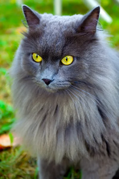 Krásná šedá kočka se žlutýma očima — Stock fotografie